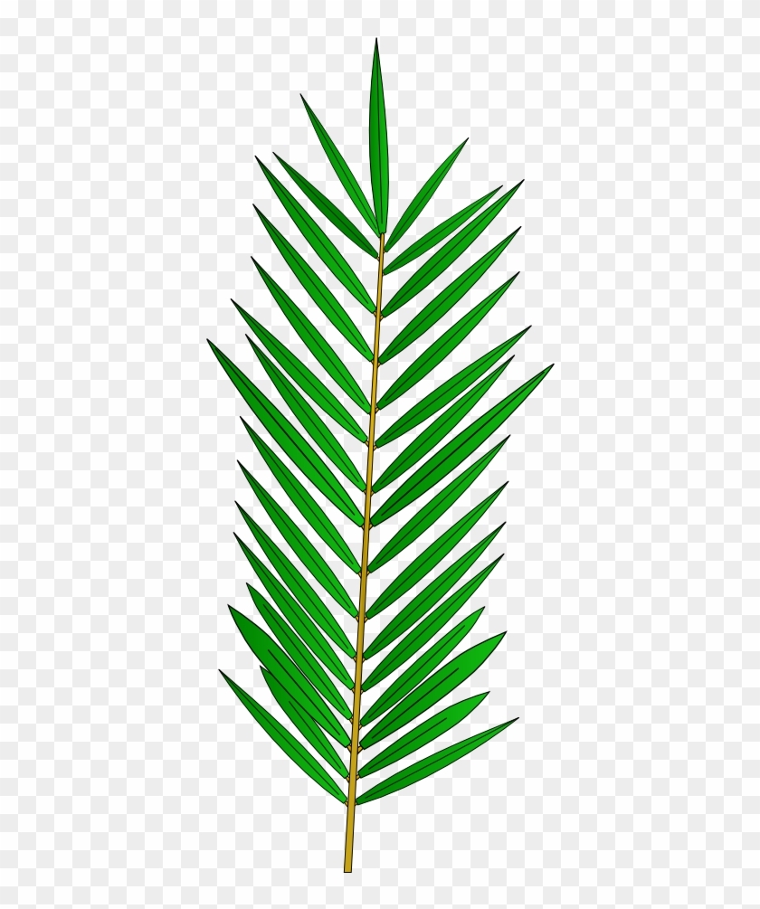 Palm Tree Leaf Template Palm Tree Leaf Template Free Transparent PNG Clipart Images Download